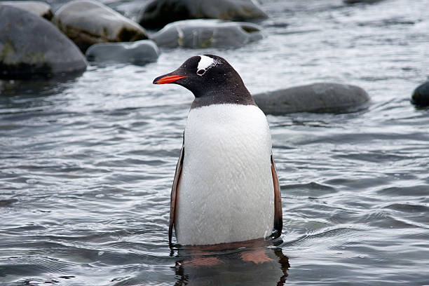 istock Portrait of a penguin 141213350