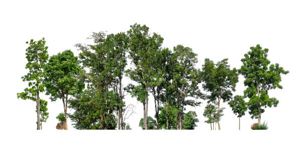 istock Trees green island isolated on white background 1412134464