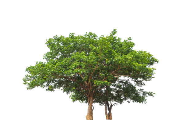 istock Trees that are isolated on a white background are suitable for both printing 1412134756