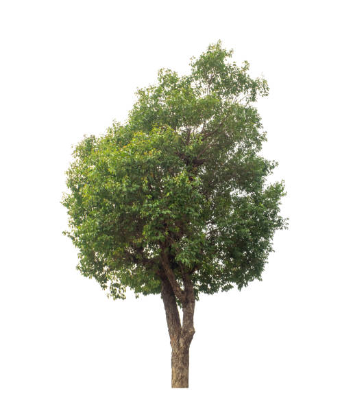 istock Trees that are isolated on a white background are suitable for both printing and web pages 1412134891