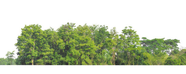 istock Green Trees isolated on white background. are Forest and foliage in summer for both printing 1412135391