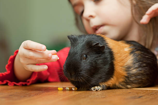 少女とギニーピッグ - guinea pig pets child stroking ストックフォトと画像