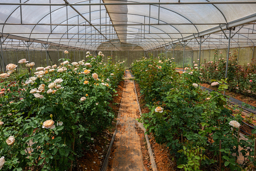 Industrial growth of roses in a Thailand greenhouse.