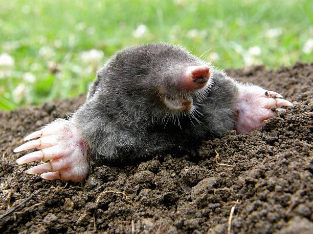 Laughing mole Laughing mole crawling out of molehill animal den photos stock pictures, royalty-free photos & images