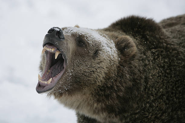 istock Grizzly Bear growling 141213733