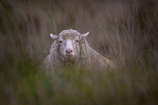 Merino Sheep grazing in a paddock