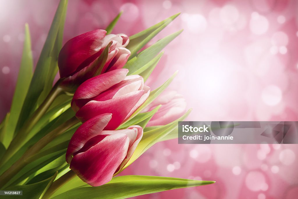 Pink tulips Pink tulips on pink background Composition Stock Photo