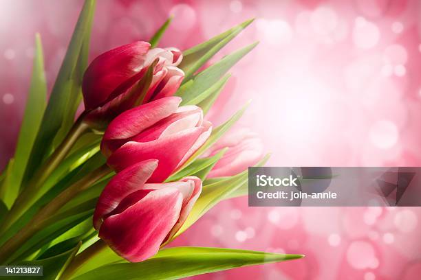 Pink Tulips Stock Photo - Download Image Now - Composition, Decoration, Flower