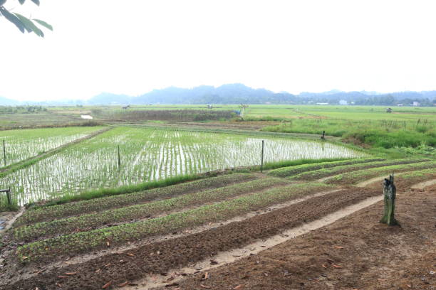 istock kale garden in the village 1412139191