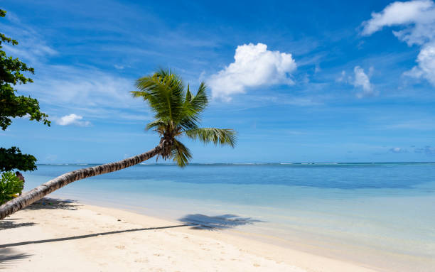 istock Mahe Seychelles, tropical beach with hanging palm trees and a blue ocean 1412139934