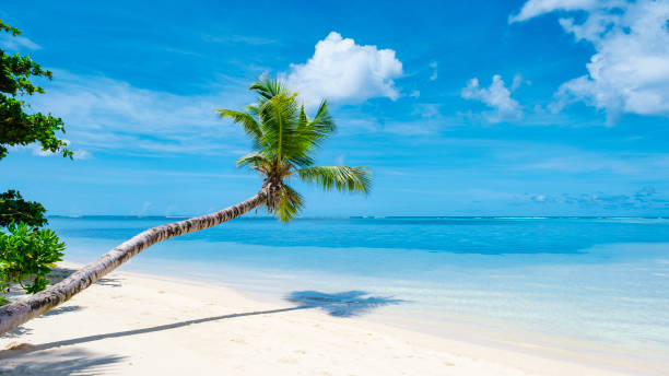 istock Mahe Seychelles, tropical beach with hanging palm trees and a blue ocean 1412139937