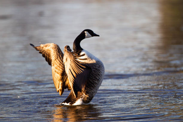 Canada Goose, Branta canadensis, in water