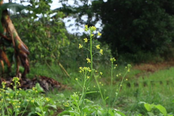 istock kale garden in the village 1412141038