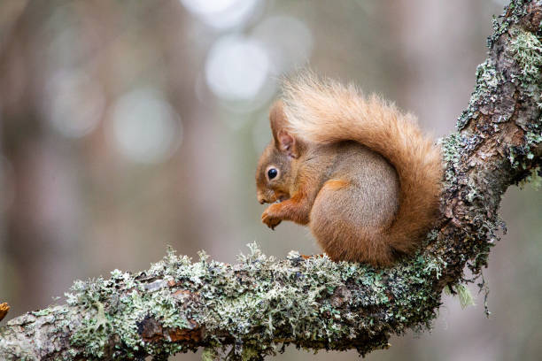 스코틀랜드 케언고름 의 숲에서 견과류를 먹는 붉은 다람쥐 - squirrel softness wildlife horizontal 뉴스 사진 이미지