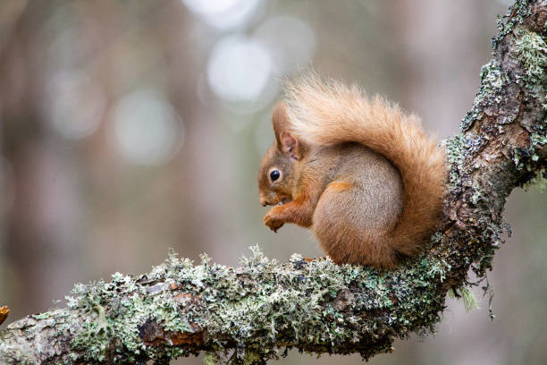 esquilo vermelho comendo nozes nas florestas de cairngorms, escócia - squirrel softness wildlife horizontal - fotografias e filmes do acervo