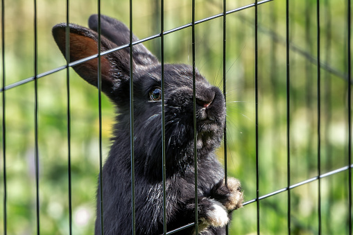 Close up of pet bunny rabbit