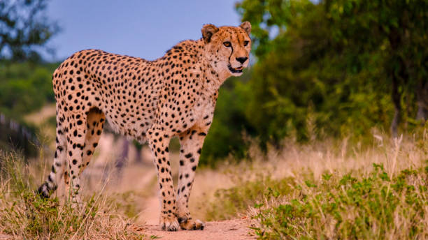 animal salvaje de guepardo en el parque nacional kruger de sudáfrica, guepardo en la caza durante la puesta de sol. cheeta detrás de una valla de una reserva de caza privada en sudáfrica - leopard kruger national park south africa africa fotografías e imágenes de stock