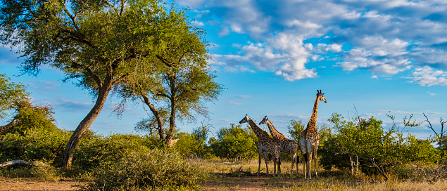 A herd of giraffe in the african bush. Their is a few young calfs with the older giraffe.