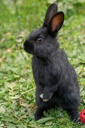 Close up of pet bunny rabbit