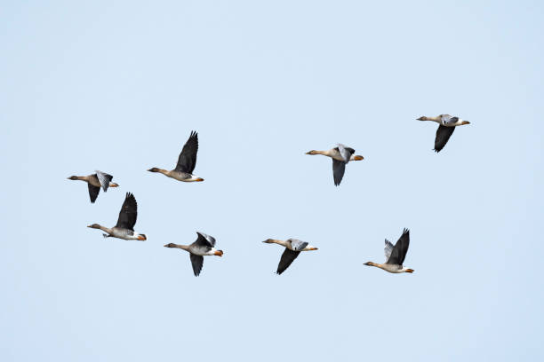 istock A flock of bean goose flight 1412142524