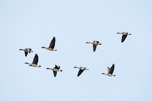 A flock of bean goose flight