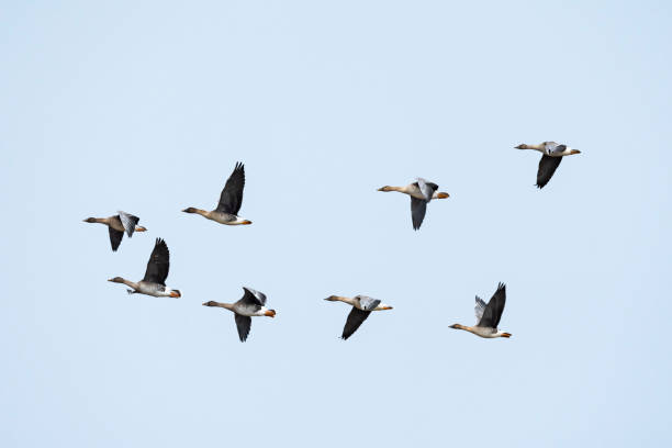 A flock of bean goose flight A flock of bean goose flight anser fabalis stock pictures, royalty-free photos & images