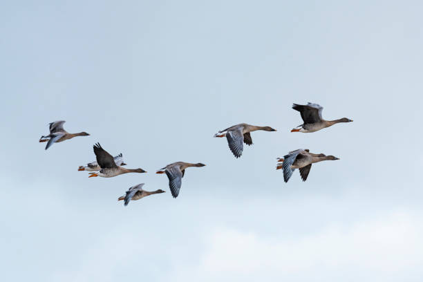 istock A flock of bean goose flight 1412142542