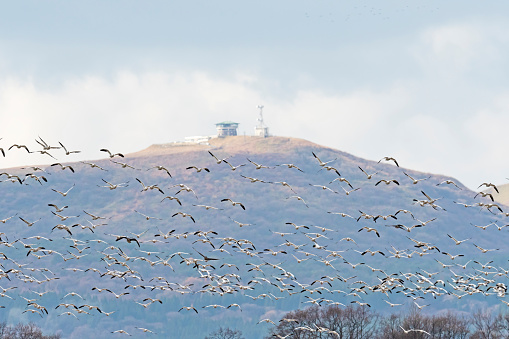 A flock of Snow goose flight