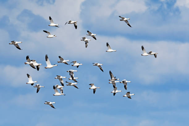 istock A flock of Snow goose flight 1412142595