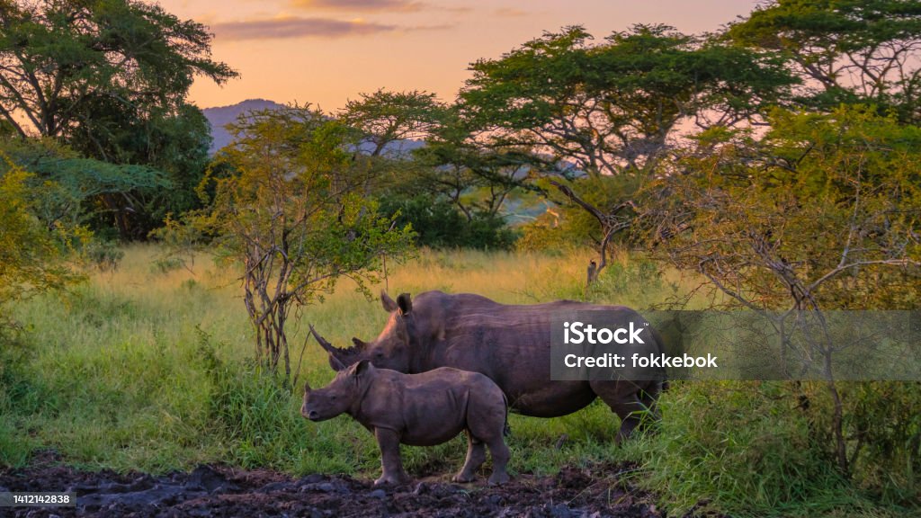 White Rhino Kruger Game reserve South Africa White Rhino in the bush of Family of the Blue Canyon Conservancy in South Africa near Kruger national park, White rhinoceros, Wild African White Rhino, South Africa South Africa Stock Photo