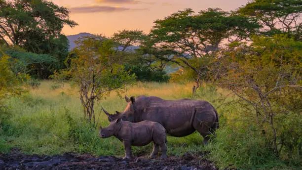 White Rhino in the bush of Family of the Blue Canyon Conservancy in South Africa near Kruger national park, White rhinoceros, Wild African White Rhino, South Africa