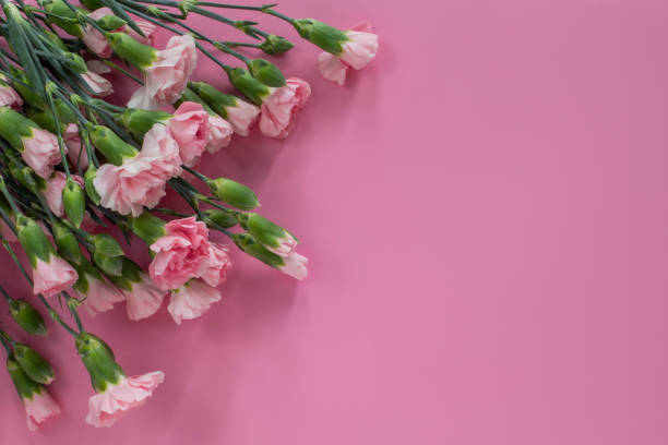 istock Pink carnation flowers on pink 1412142976