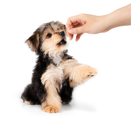 Small puppy sitting while a hand is holding a treat above the dog head. Black and brown 4 months old male morkie. Selective focus. Isolated.