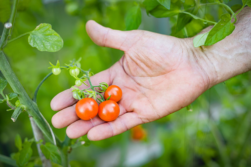 mature adult farmer harvesting tomatoes in a greenhouse
