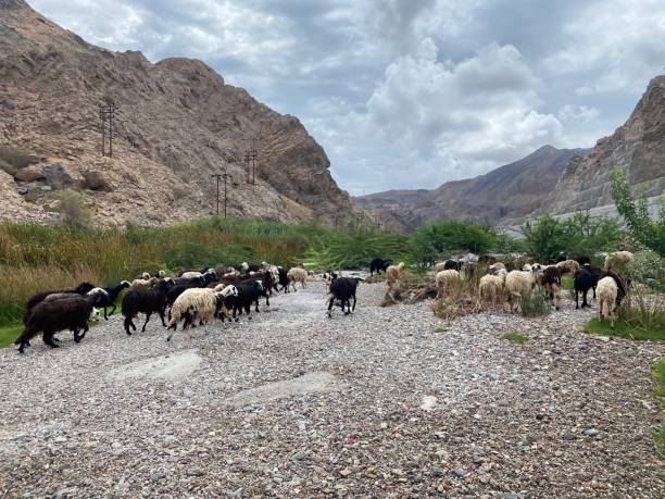 istock sheep in valley in Oman 1412145069