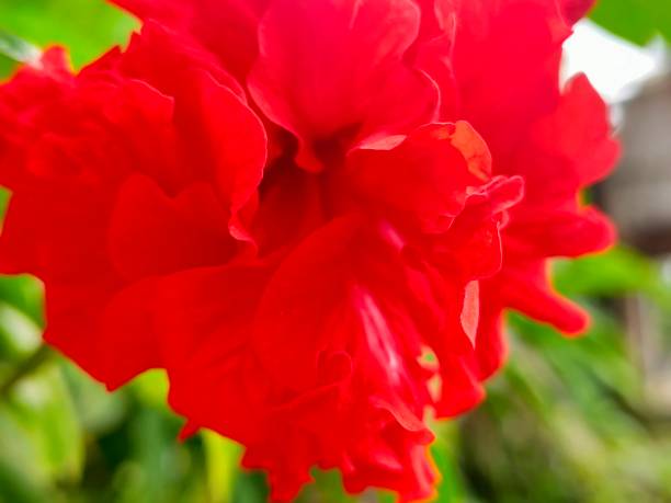 red flower close up - gladiolus single flower flower tropical climate imagens e fotografias de stock