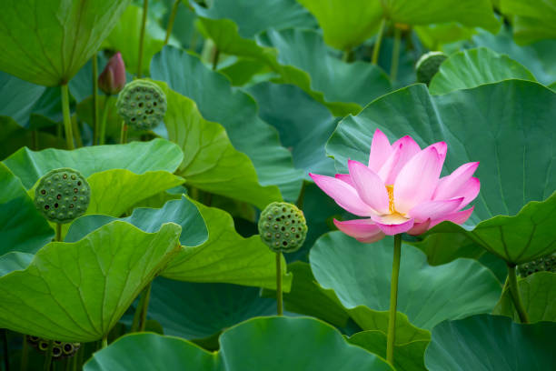 Ancient lotus flower blooming in midsummer
