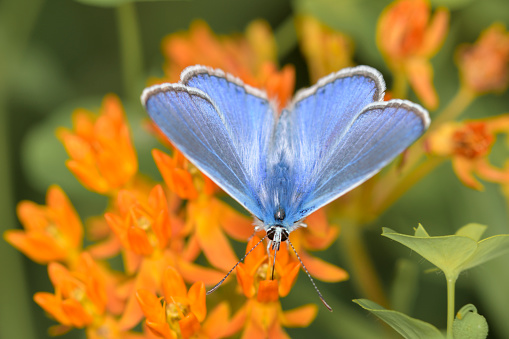 Common blue butterfly or European common blue - Polyommatus icarus - resting on a blossom of the butterfly milkweed - Asclepias tuberosa