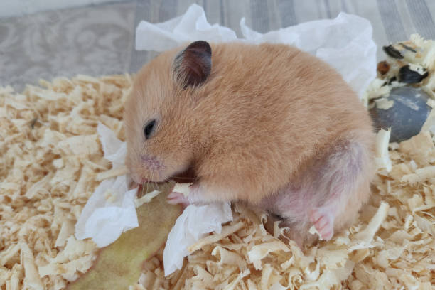 istock Sleepy hamster leat with lifted leg 1412148122