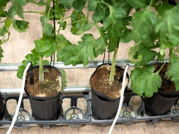 Hydroponic cultivation of cherry tomatoes in pots Hydroponic cultivation of cherry tomatoes in pots How To Grow Alchemilla Mollis From Seed stock pictures, royalty-free photos & images