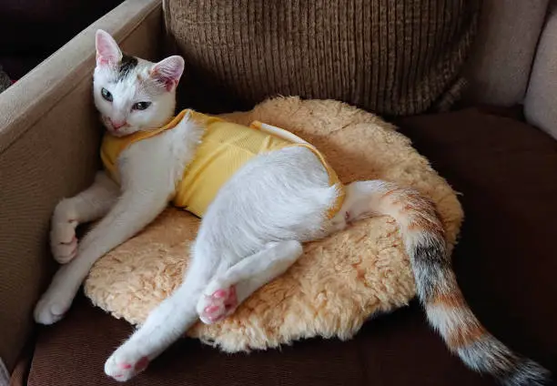 Photo of Cute kitten after castration in a leotard