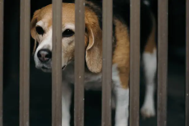 Photo of beagle dog trapped in fence