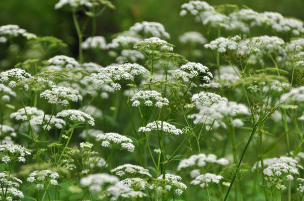 istock Aegopodium podagraria grows as a weed in nature 1412151510