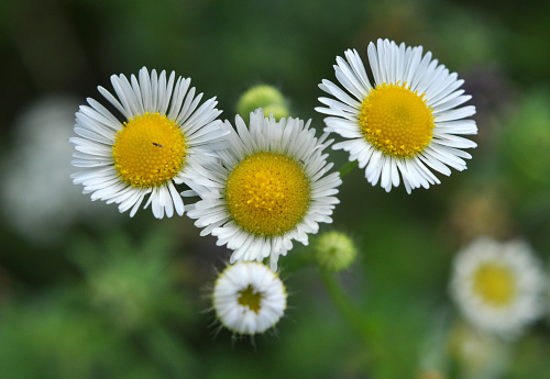 Summer in the meadow, blooms in the wild Erigeron annuus