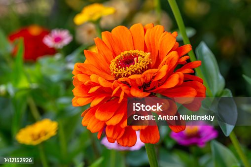 istock Blooming orange zinnia flower on a green background on a summer day macro photography. 1412152926