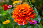 istock Blooming orange zinnia flower on a green background on a summer day macro photography. 1412152926