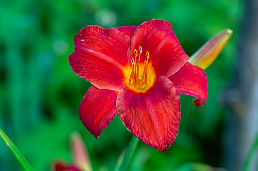 Blooming red daylily flower on a green background on a summer sunny day macro photography. Garden lilies with bright red petals in summertime, close-up photography.