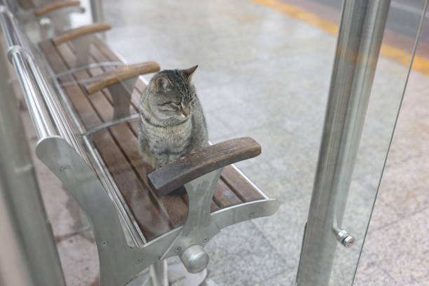 Lonely cat sits on benches in city. Stray cats in different countries concept