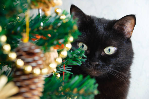 istock Black cat near  Christmas tree. Selective focus. 1412153985