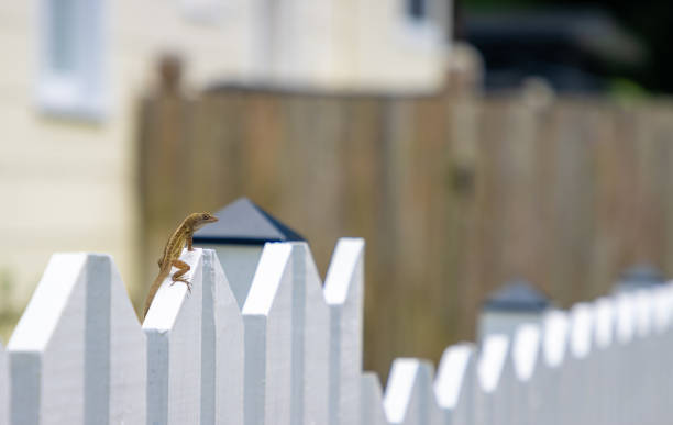 Common or Viviparous Lizard (Lacerta vivipara/Zootoca vivipara)native to the UK. Widespread lizard, frequently found on commons, heaths, moorlands, dry stone walls, sea cliffs and hedgerows. This one was photographed peeking over a boardwarlk on a nature reserve in Fleet, Hampshire, United Kindgom.